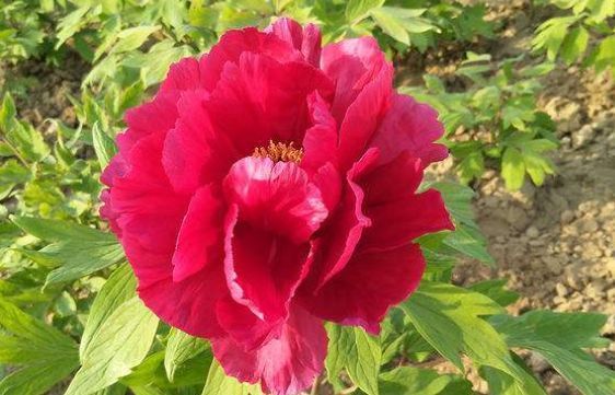 新手养花,不如养盆花中精品“芳纪”,花色纯正,香味浓郁