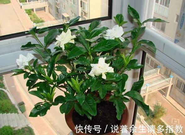 龙骨、郁金香盆栽,别搁在室内了,对身体有害!摆它们恰恰好!