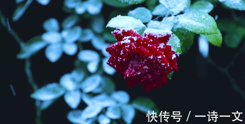 你是$自由与爱,死性不改