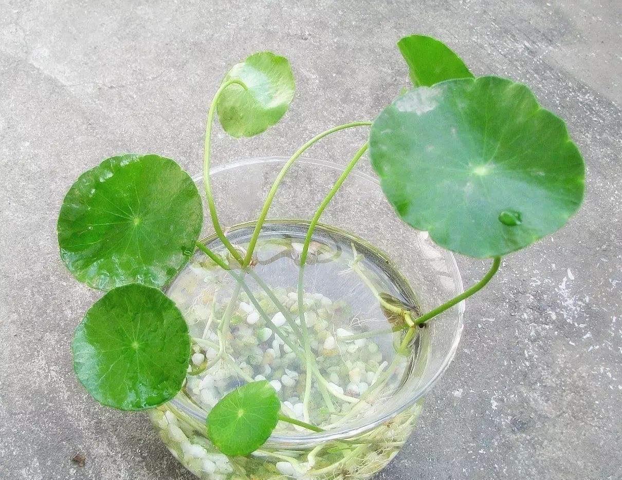 有“一些花”很好养活,给点水就能长,开花长叶很旺盛