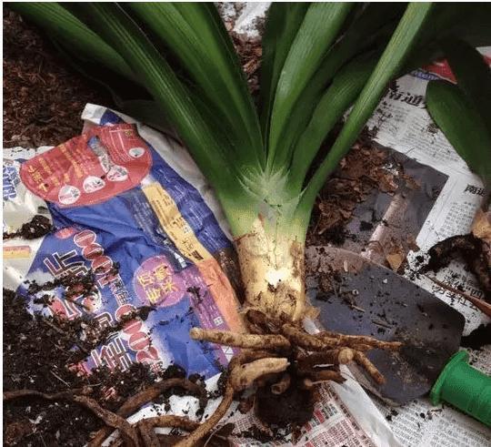 君子兰换盆有具体步骤，一共五步都很重要，少一步服盆差不开花