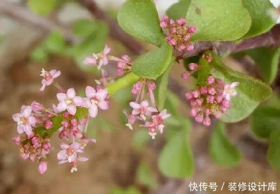 老桩|金枝玉叶开花了，真花长这样，很多人没见过，花开养成小老桩