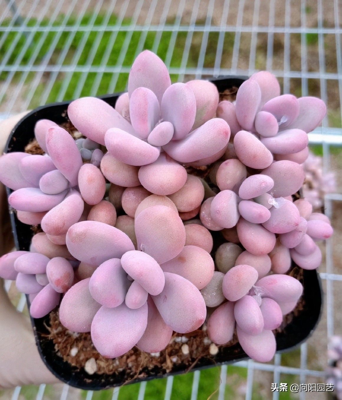 多肉桃蛋,怎么控成“丸叶桃蛋”?花盆越小越好,用土越少越好