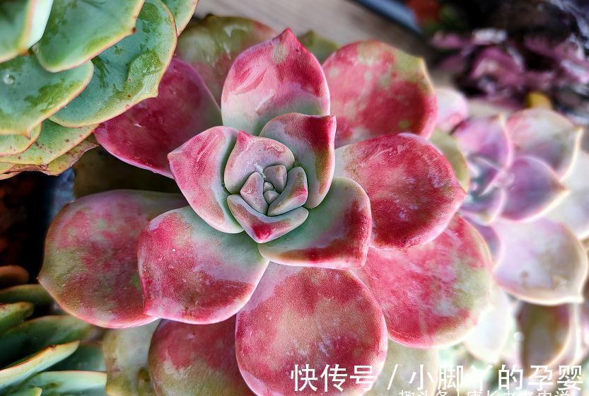 血斑紫乐?糖心紫乐?可别交智商税了!其实多肉紫乐就只有一种