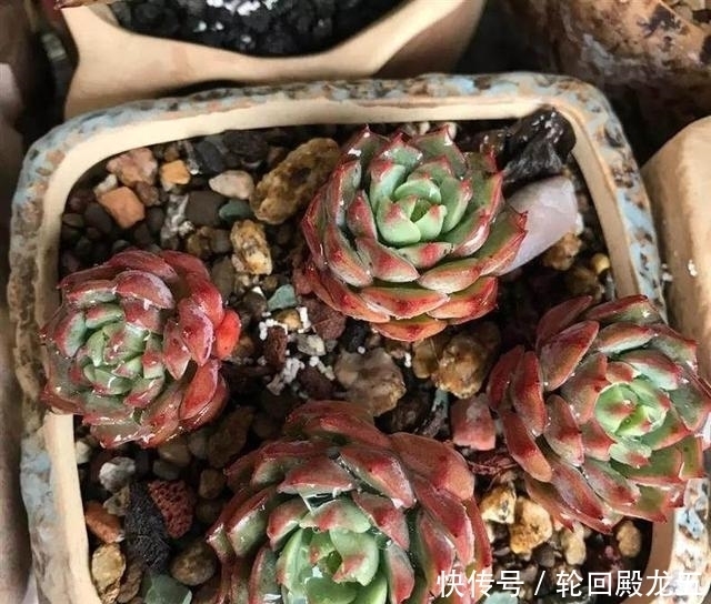 7字秘诀来养多肉，入坑9年多肉植物没徒也没腐