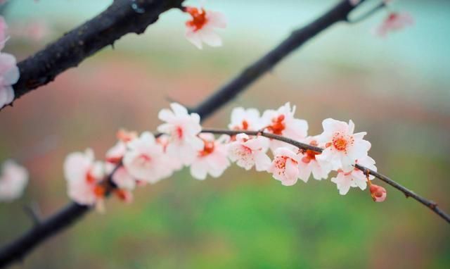 韩维$晏几道写歌女舞姬的2首绝美宋词,缠绵悱恻,千年后令人惊艳