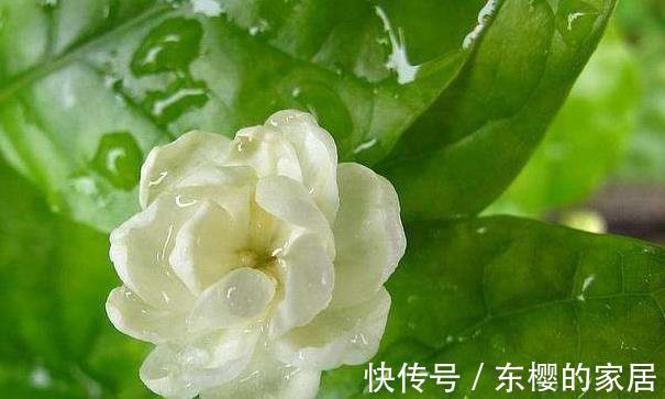 促进|室内植物,喷洒磷酸二氢钾可以促进开花么,这种做法不科学