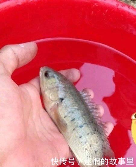 钓鱼|过山鲫泛滥?广西钓友河道钓鱼,两小时钓了几十条过山鲫