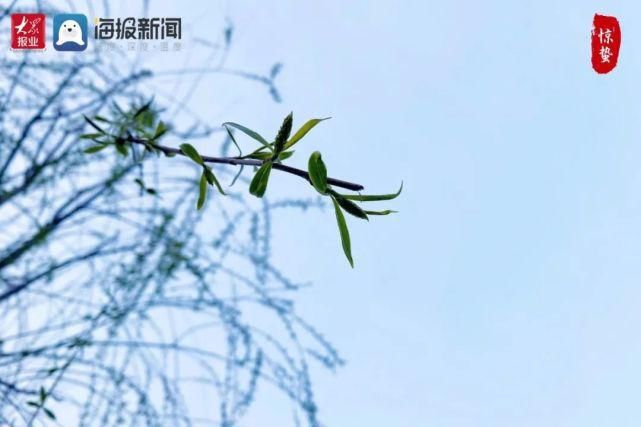 超清图片！菏泽街头“春”味渐浓，你感受到了吗？