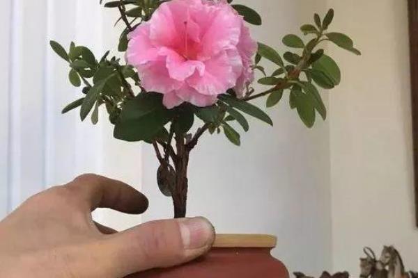 盆越小水越少,长势越好的几种花,看看你家有没有。