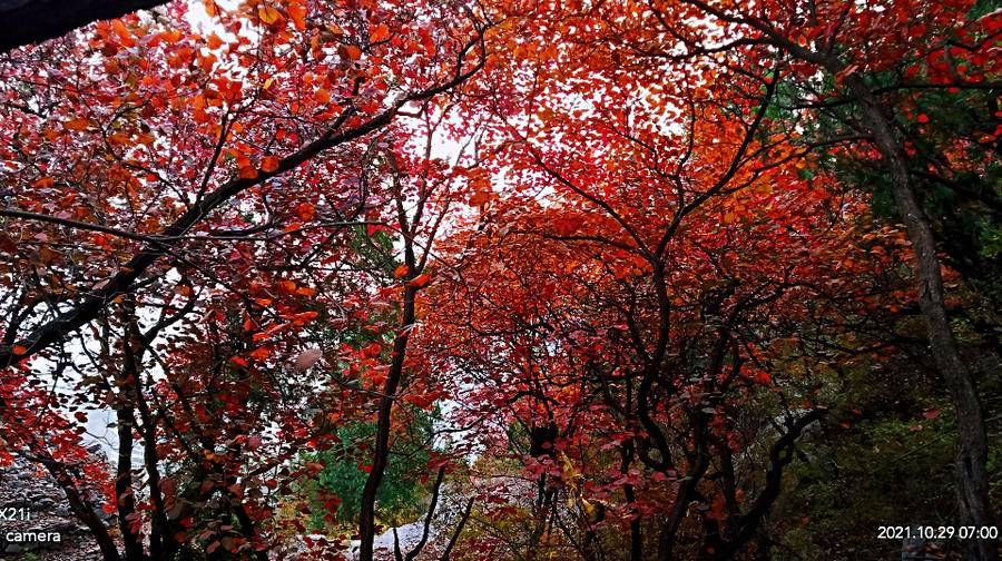 情报站|红叶满山崖，红的透彻，红的暖心，美了人家