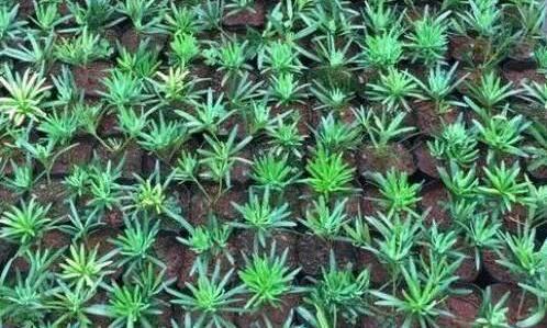 扦插|盆栽罗汉松,只需学3招,省钱又好养,新手花友涨知识了