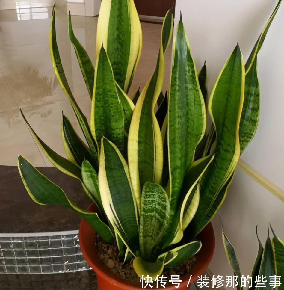 虎皮兰|虎皮兰长得慢?教你3个“基本功”,叶片厚,长得快,新芽多