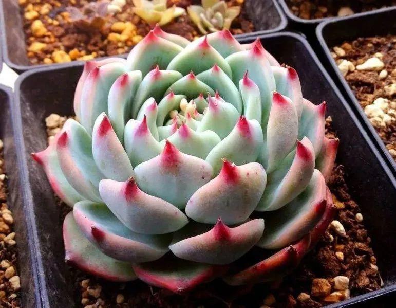 多肉法师不但长得快，颜色艳品种多，越看越喜欢！