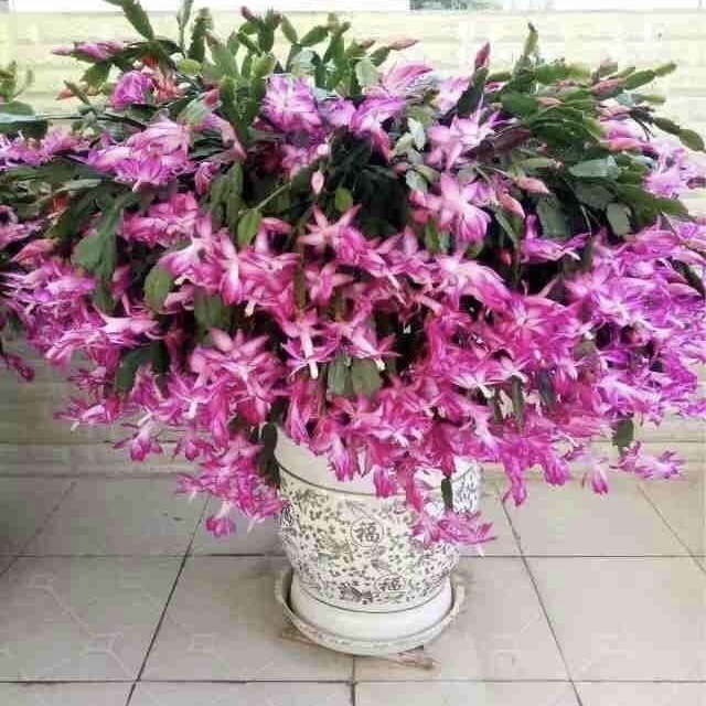 秋季|他养蟹爪兰，浇灌2种“肥水”，嗖嗖冒出“钢锯叶”，满盆开花