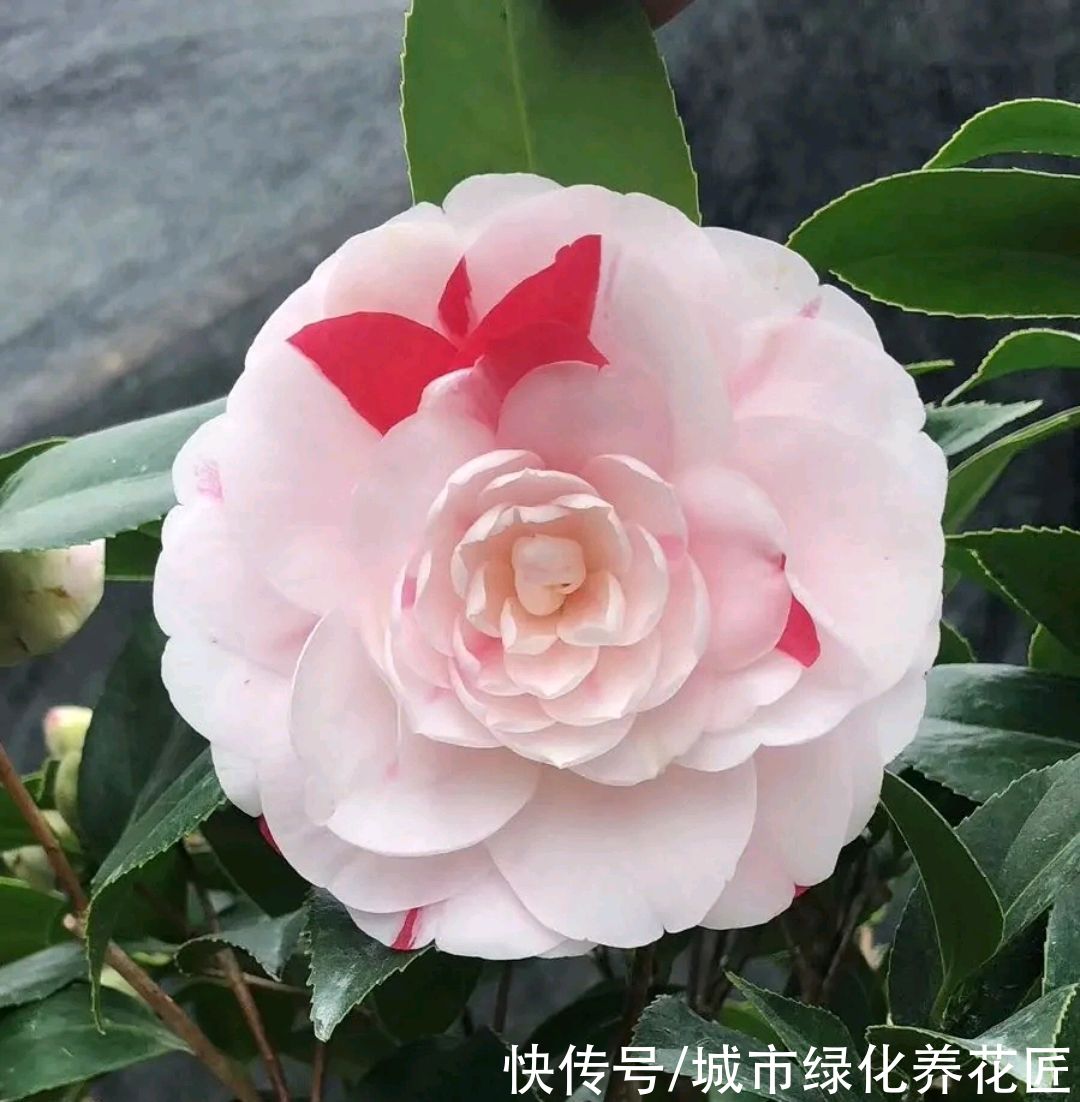 黄泥巴养茶花盆栽，越养黄泥越硬邦邦，敲不碎难浇水，还不透气