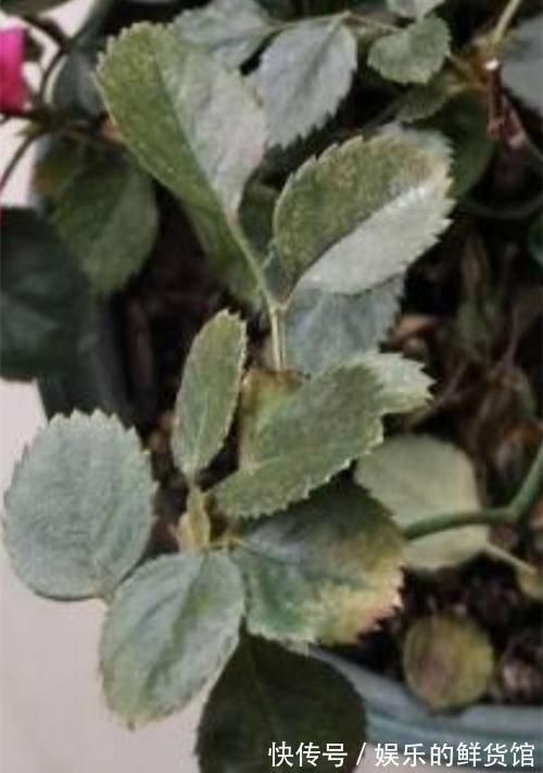 月季灰霉病,肥害,缺素症,缺铁性黄叶怎么救