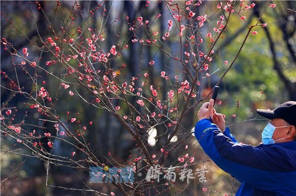 泉城|泉视界｜泉城梅花争艳报春晓 俏也不争春 只把春来报