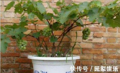 葡萄籽是个“宝”,不仅可以吃,在生活中还有很多的妙用哦!