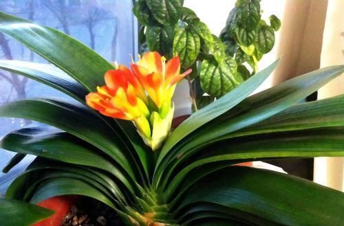 君子兰|自家的君子兰总是软趴趴？那是养错了，及时改正叶片如利剑