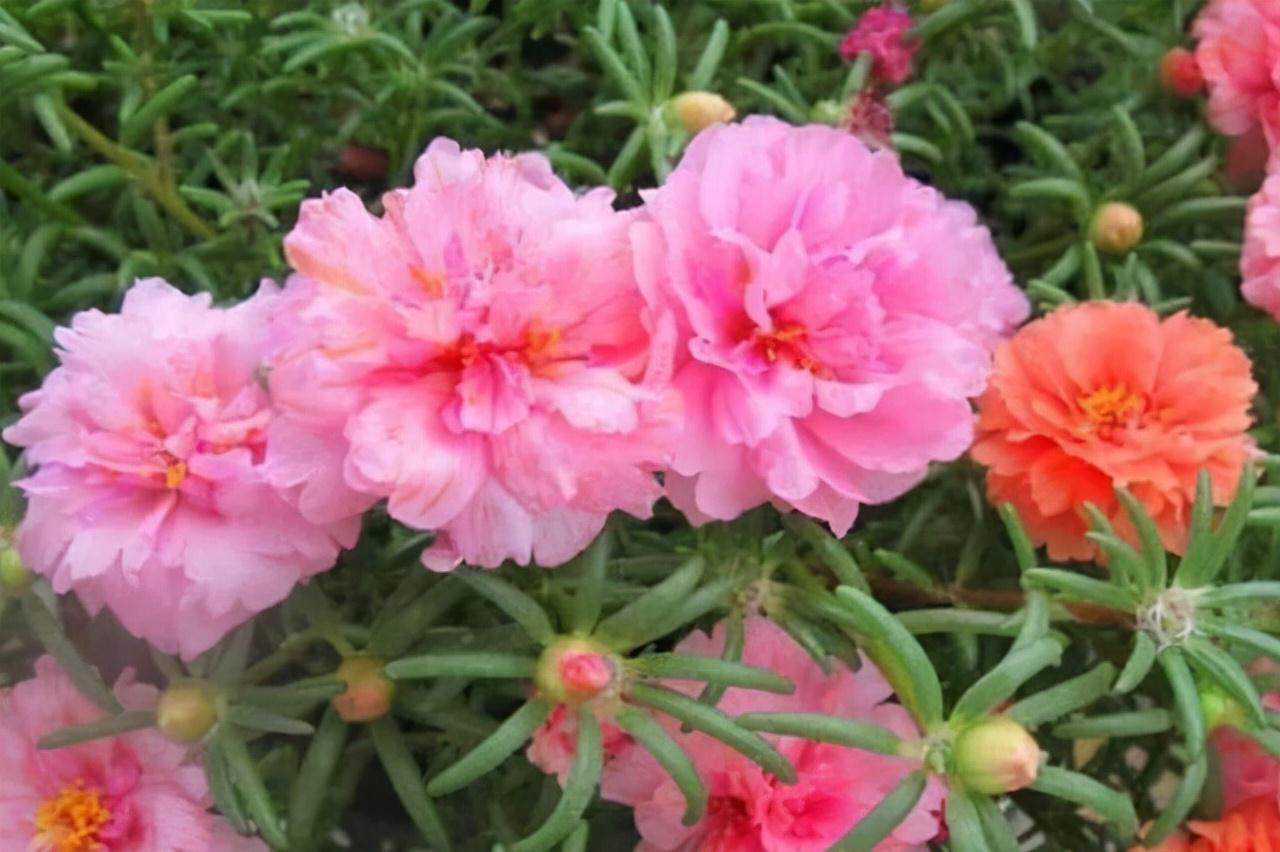 太阳花还能这样养,看到朋友的阳台,气就不打一处来