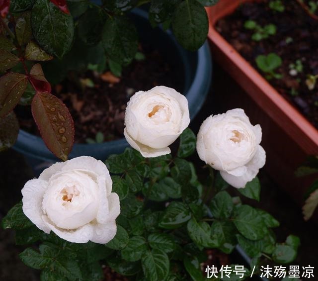 养月季用点大补肥,一年用一次,四季开花不断!