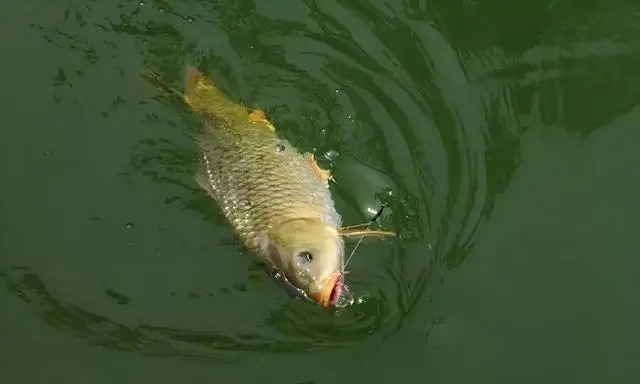 鲫鱼|10款自制的鲫鱼饵料配方公开,简单又省钱,我用了20年,每次都出钓都爆护!