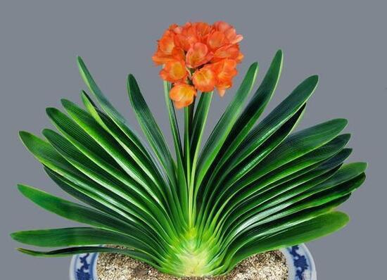 养花,芝麻饼肥料使土壤肥沃,可以延长花期