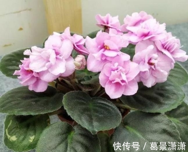 鹤望兰|4种花是“花卉中的劳模”,沾土就活,20天就能开花爆满盆