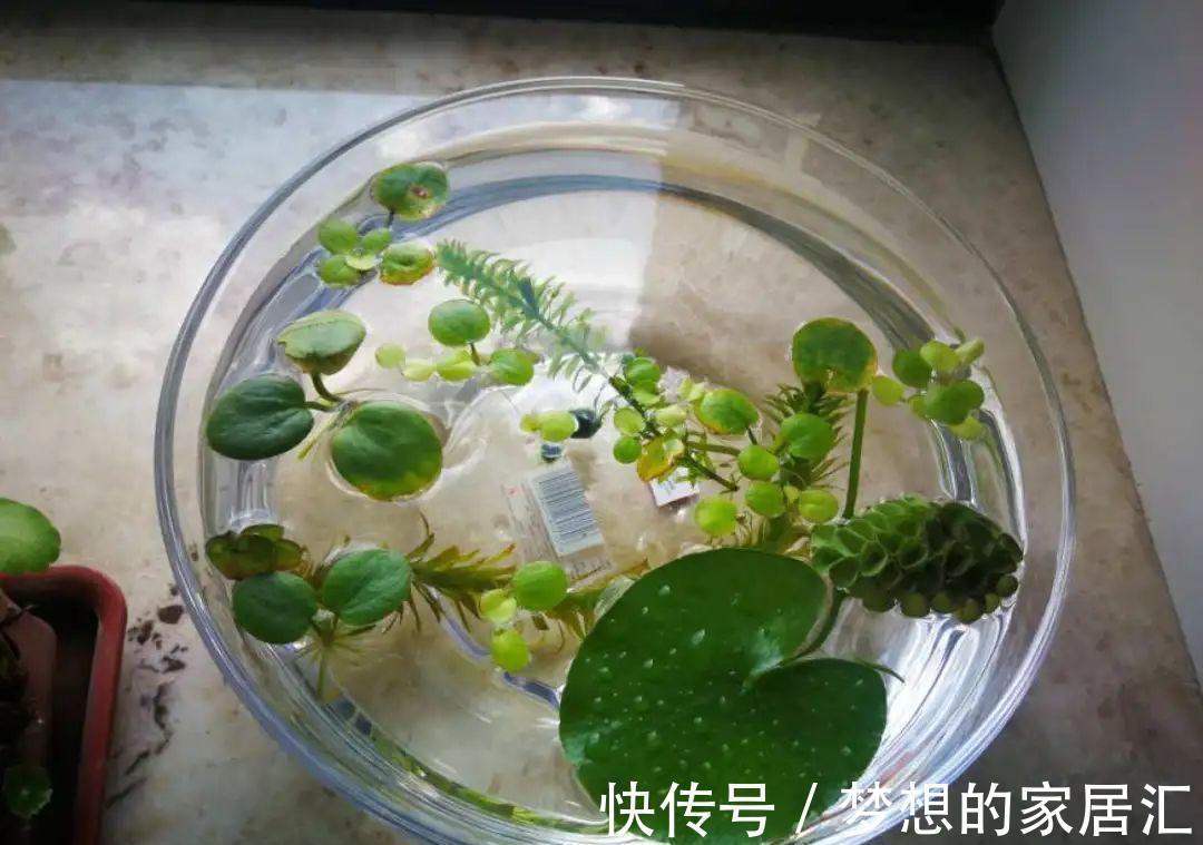 10种花太能喝水,一天一瓢水,7天爆满缸