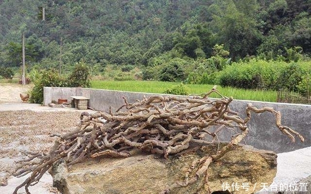 植物|农村山上的这种植物, 外形像人参, 药理作用强,可以强身健体