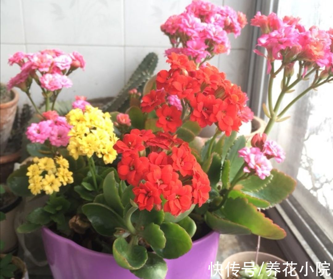 10月以后，3种花不要再“修剪”，否则春天没花看