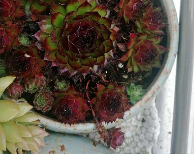 株苗|10度养多肉,不拖延这3件事,越冬后才不会仅剩空盆、垃圾