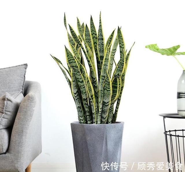 虎皮兰有“2喜2怕”，难怪不爱长侧芽，赶紧纠正