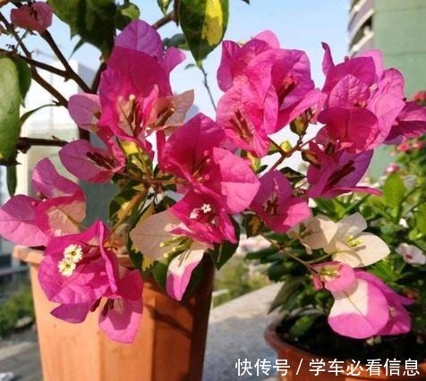 根系|给三角梅换盆,3件事情不能做,否则一年不开花,甚至会烂根!