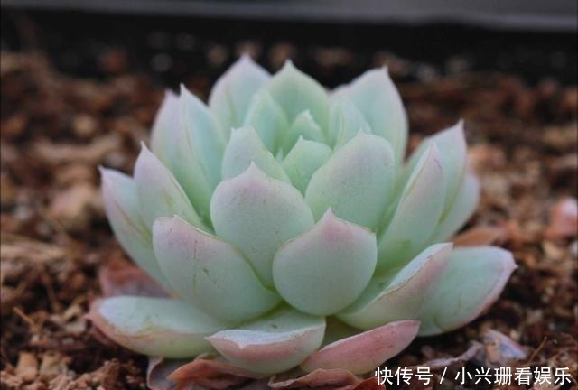 多肉植物|多肉总是“长不大”，注意5点，养出“肉质感”，肥嘟嘟就爆盆！