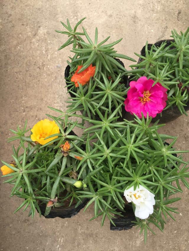 浇水|太阳花长得弱,开花少,注意5点,疯长爆盆,枝上都是花儿