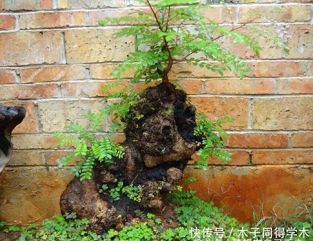 聪明人最爱养的“2种花”,家人健康更长寿!