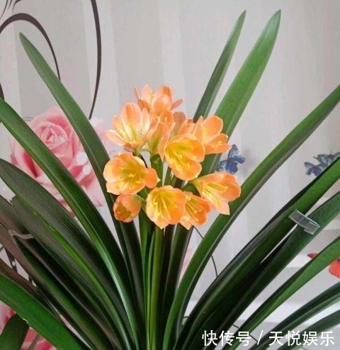 啤酒|给君子兰喝一种饮料,一年长6片叶片,闪亮发光