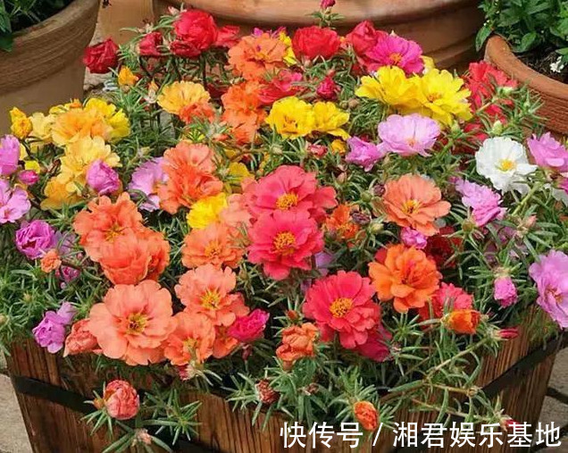 枝条|1种花“了不起”,今天扦插,明天就生根,好养漂亮,比牡丹还美