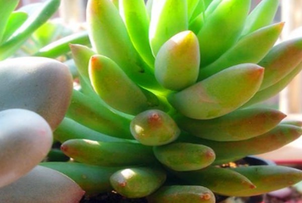 多肉千佛手不好养，注意三点雷区，不然歪歪扭扭上色难