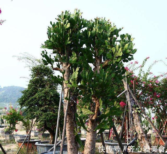 30年的仙人掌长成“仙人树”,霸气侧漏,多少钱也不卖