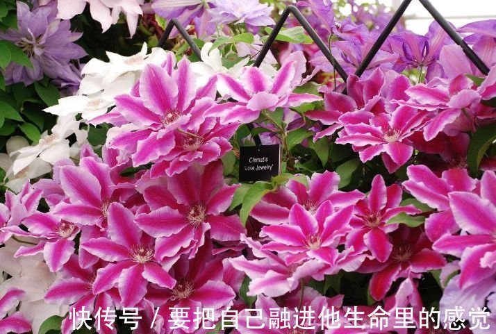 开花最香的4种花,家里养一盆,好养又漂亮,一开就是300多天!