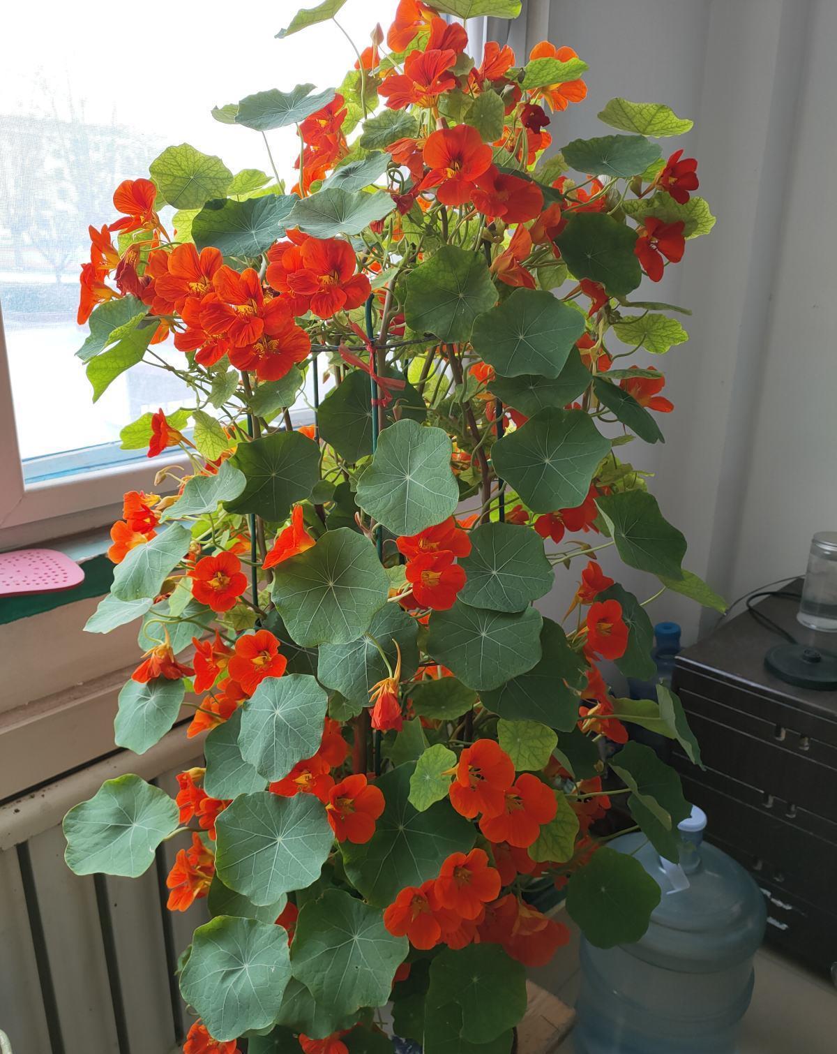 1盆薄荷提神醒脑,揪片叶子还能吃,性价比超高