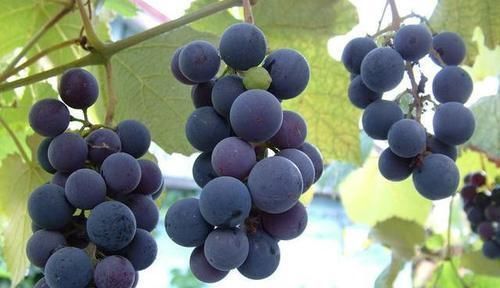 食物|女性不想变老,推荐几种食物,美容养颜,抗衰老,滋养肌肤