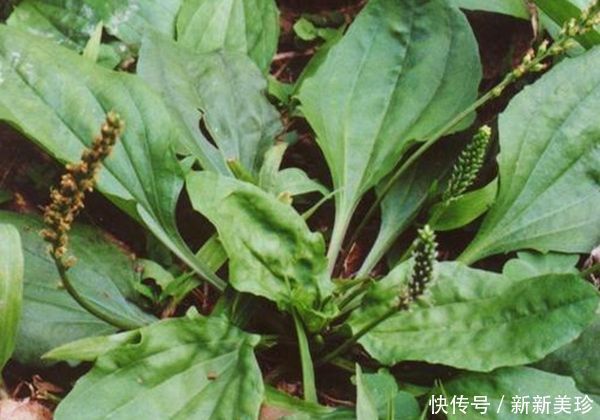 田間的一種“豬耳朵”草,消炎殺菌,功效是“蒲公英”的百倍