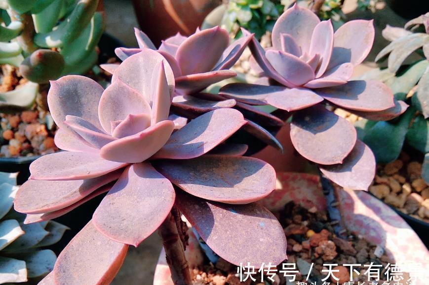 紫红色|多肉紫丁香株型不大，放在室内养会褪色，但露养则粉嘟嘟的很好看