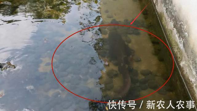 深圳一河中“鱼儿成灾”,岸边却一个钓鱼人也没有,原因令人无奈