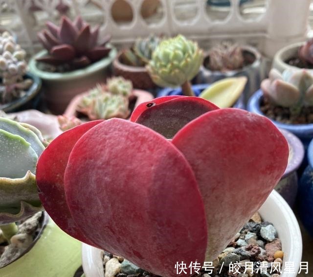 度夏|绿了也是心头肉,开始为度夏担忧!