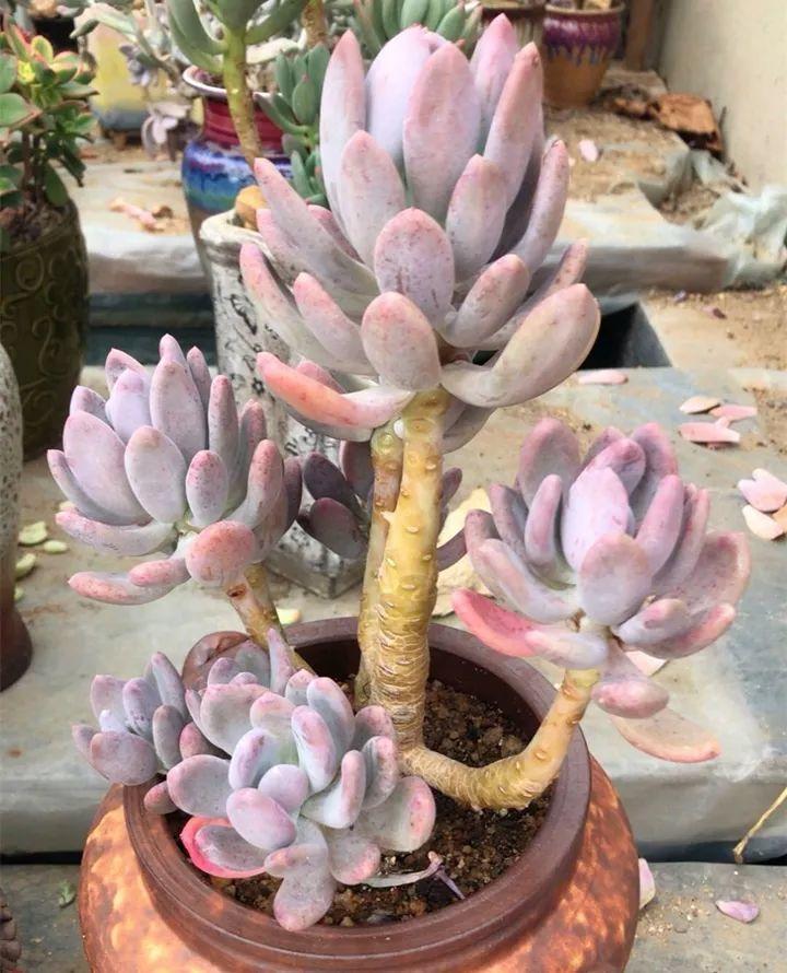 姐姐养了9年的多肉，没有买肥就用它，个个长成精！